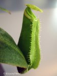 Nepenthes albomarginata Green (BE)