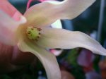 Heliamphora huberi (Amuri Tepui) - kliknij aby zobaczyć zdjęcie. Heliamphora huberi (Amuri Tepui)