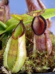 Nepenthes hamata (Gunung Lumut)