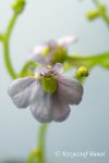 Genlisea flexuosa (Furnas, Minas Gerais, Brazil)