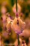 Utricularia pubescens - kliknij aby zobaczyć zdjęcie. Utricularia pubescens