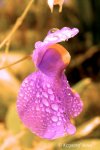 Utricularia longifolia - kliknij aby zobaczyć zdjęcie. Utricularia longifolia