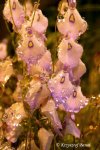 Utricularia pubescens - kliknij aby zobaczyć zdjęcie. Utricularia pubescens