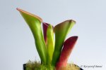 Heliamphora exappendiculata (Chimanta Tepui) - kliknij aby zobaczyć zdjęcie. Heliamphora exappendiculata (Chimanta Tepui)