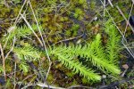 Lycopodiella inundata, Jezioro Dzierstno