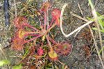 Drosera rotundifolia, Jezioro Dzierstno