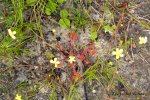 Drosera rotundifolia, Jezioro Dzierstno