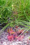 Drosera rotundifolia, Jezioro Dzierstno