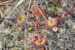 Drosera rotundifolia, Jezioro Dzierstno