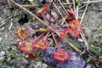 Drosera rotundifolia, Jezioro Dzierstno