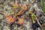 Drosera rotundifolia, Jezioro Dzierstno
