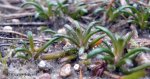 Lobelia dortmanna, Jezioro Dzierstno