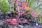 Drosera rotundifolia, Jezioro Dzierstno