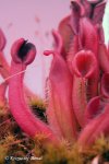 Heliamphora minor (Auyan Tepui) - kliknij aby zobaczyć zdjęcie. Heliamphora minor (Auyan Tepui)