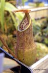 Nepenthes benstonei (Bukit Bakar, Kelantan, Malaysia)