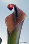 Heliamphora neblinae (Cerro Neblina, Brazil, Venezuela) - kliknij aby zobaczyć zdjęcie. Heliamphora neblinae (Cerro Neblina, Brazil, Venezuela)