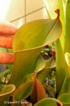 Heliamphora nutans - kliknij aby zobaczyć zdjęcie. Heliamphora nutans