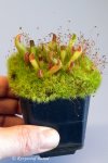 Heliamphora parva (Cerro Neblina) x pulchella (Amuri Tepui) - kliknij aby zobaczyć zdjęcie. Heliamphora parva (Cerro Neblina) x pulchella (Amuri Tepui)