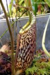 Nepenthes burbidgeae x platychila