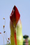 Heliamphora sarracenioides (Ptari Tepui, Venezuela) - kliknij aby zobaczyć zdjęcie. Heliamphora sarracenioides (Ptari Tepui, Venezuela)