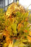 Heliamphora heterodoxa x minor (Midoxa) - kliknij aby zobaczyć zdjęcie. Heliamphora heterodoxa x minor (Midoxa)