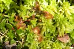Drosera rotundifolia, Jeziorka koło Płocic