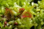 Drosera rotundifolia, Jeziorka koło Płocic