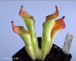 Heliamphora uncinata Giant (Amuri Tepui) MS clone - kliknij aby zobaczyć zdjęcie. Heliamphora uncinata Giant (Amuri Tepui) MS clone