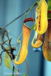 Nepenthes khasiana (India)