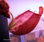 Nepenthes ampullaria x spectabilis