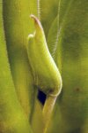 Heliamphora parva (Cerro Neblina) AW clone - kliknij aby zobaczyć zdjęcie. Heliamphora parva (Cerro Neblina) AW clone