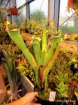 Heliamphora tatei (Cerro Duida) - kliknij aby zobaczyć zdjęcie. Heliamphora tatei (Cerro Duida)