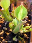 Heliamphora minor - kliknij aby zobaczyć zdjęcie. Heliamphora minor