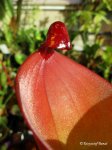 Heliamphora heterodoxa x ionasii - kliknij aby zobaczyć zdjęcie. Heliamphora heterodoxa x ionasii