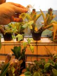 Heliamphora hybrid - kliknij aby zobaczyć zdjęcie. Heliamphora hybrid