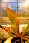 Heliamphora ionasii Heavily Red Striped - kliknij aby zobaczyć zdjęcie. Heliamphora ionasii Heavily Red Striped