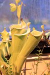 Heliamphora tatei (Cerro Duida)