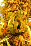 Heliamphora heterodoxa x minor (Midoxa) - kliknij aby zobaczyć zdjęcie. Heliamphora heterodoxa x minor (Midoxa)