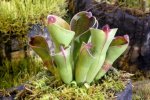 Heliamphora pulchella (Apacapa Tepui) - kliknij aby zobaczyć zdjęcie. Heliamphora pulchella (Apacapa Tepui)