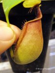 Nepenthes bicalcarata Red Flush (Brunei, Borneo)