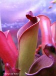 Heliamphora purpurascens (Ptari Tepui, Venezuela) - kliknij aby zobaczyć zdjęcie. Heliamphora purpurascens (Ptari Tepui, Venezuela)