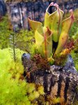 Heliamphora minor, Chimanta Massif 2.0 - kliknij aby zobaczyć zdjęcie. Heliamphora minor, Chimanta Massif 2.0