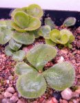 Drosera erythrorhiza var. imbecilia