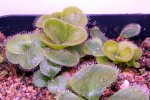 Drosera erythrorhiza var. imbecilia