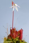 Heliamphora pulchella (Chimanta Tepui) - kliknij aby zobaczyć zdjęcie. Heliamphora pulchella (Chimanta Tepui)