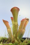 Heliamphora exappendiculata (Chimanta Tepui) - kliknij aby zobaczyć zdjęcie. Heliamphora exappendiculata (Chimanta Tepui)