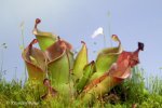 Heliamphora minor (Auyan Tepui, Venezuela) - kliknij aby zobaczyć zdjęcie. Heliamphora minor (Auyan Tepui, Venezuela)