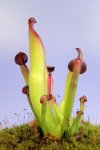 Heliamphora uncinata (Amuri Tepui) - kliknij aby zobaczyć zdjęcie. Heliamphora uncinata (Amuri Tepui)