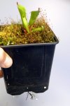 Heliamphora pulchella (Apacapa Tepui) - kliknij aby zobaczyć zdjęcie. Heliamphora pulchella (Apacapa Tepui)