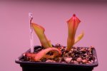 Heliamphora arenicola (Tramen Tepui) - kliknij aby zobaczyć zdjęcie. Heliamphora arenicola (Tramen Tepui)